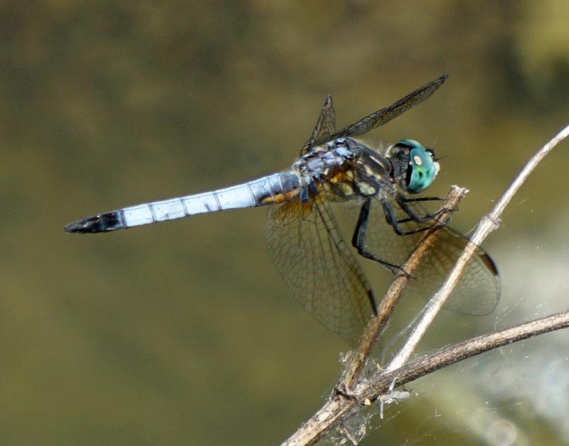 Photo of Blue Dasher