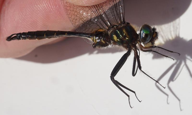 Photo of Brush-tipped Emerald