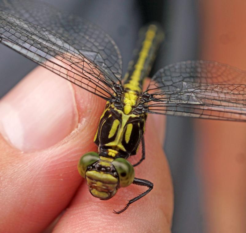 Photo of Riverine Clubtail