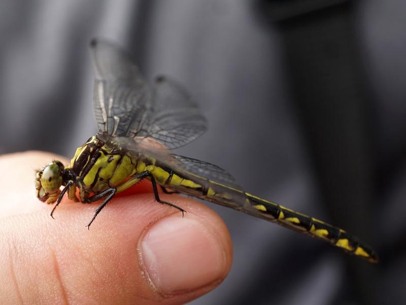 Photo of Riverine Clubtail