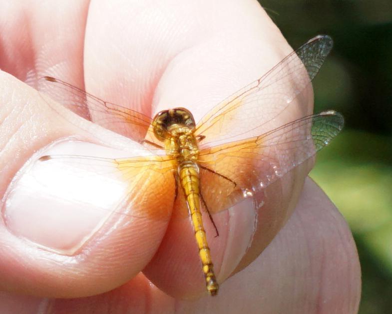 Photo of Band-winged Meadowhawk