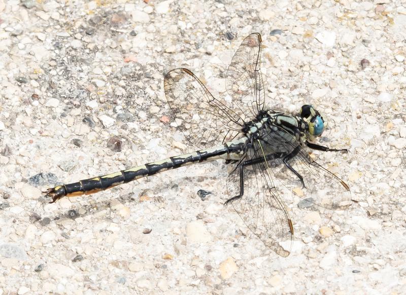 Photo of Horned Clubtail