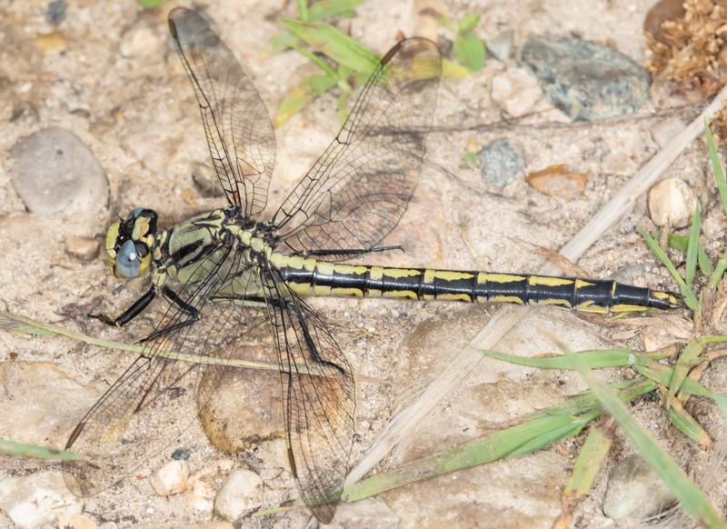 Photo of Horned Clubtail