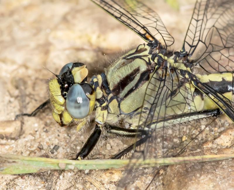 Photo of Horned Clubtail