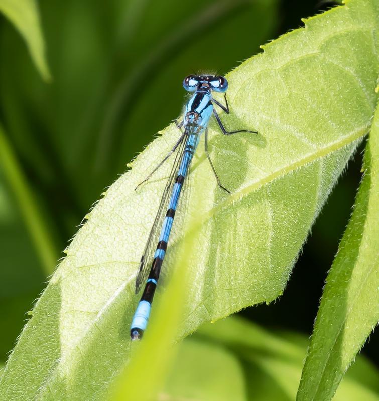 Photo of Boreal Bluet