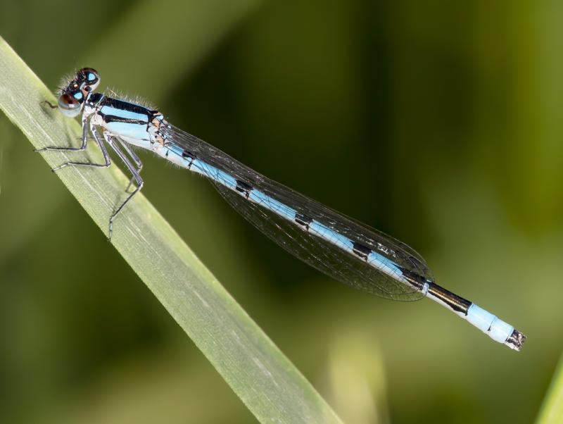 Photo of Marsh Bluet