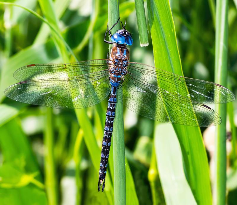 Photo of Spatterdock Darner