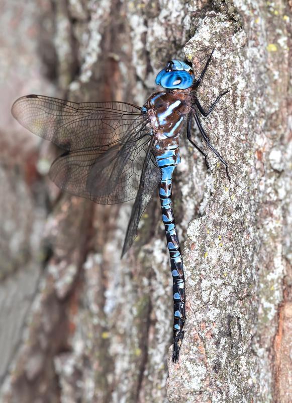 Photo of Spatterdock Darner