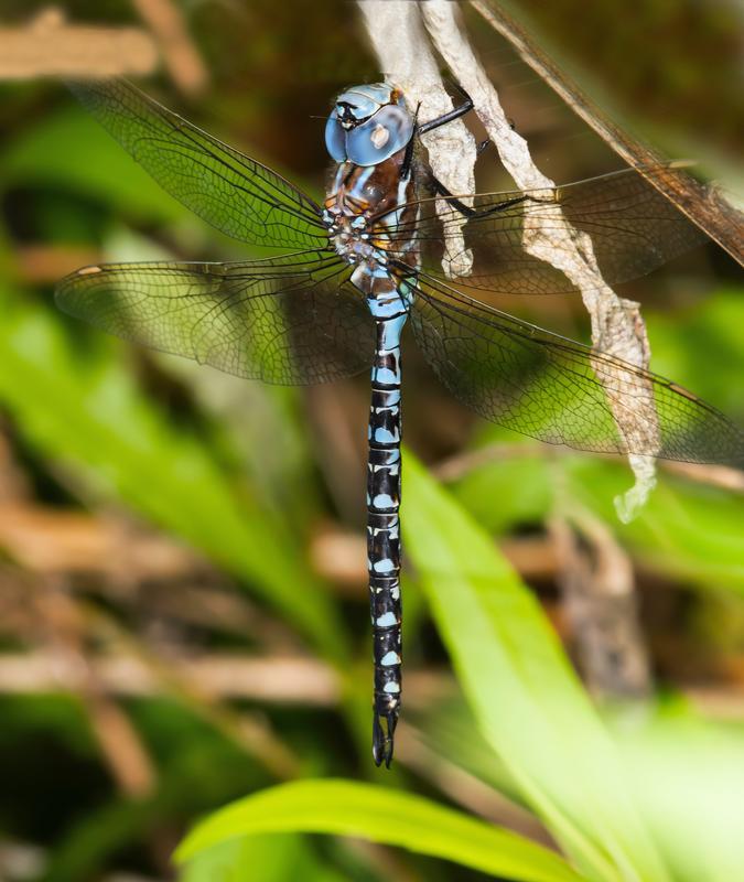 Photo of Spatterdock Darner