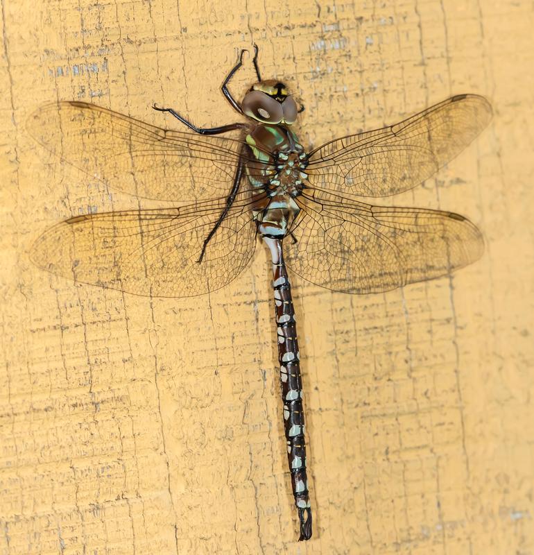 Photo of Lance-tipped Darner