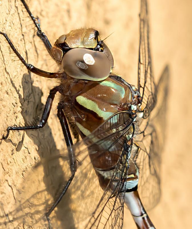 Photo of Lance-tipped Darner