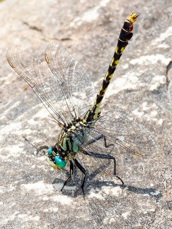 Photo of Unicorn Clubtail