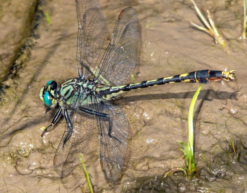 Photo of Unicorn Clubtail