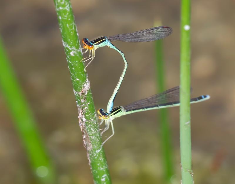 Photo of Rainbow Bluet