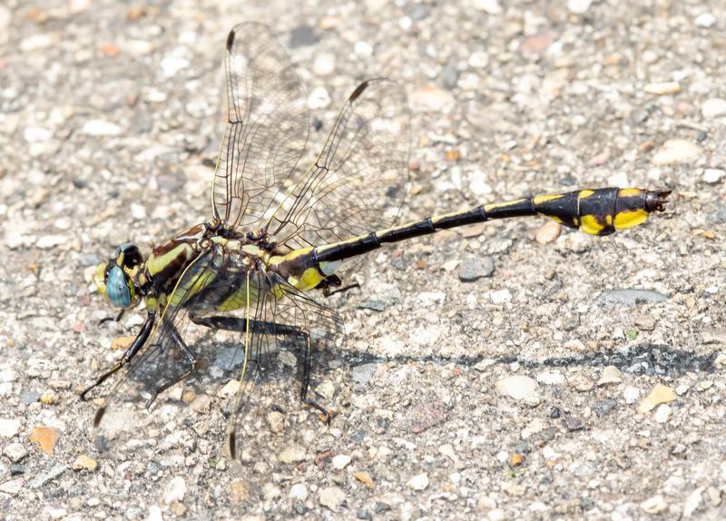 Photo of Plains Clubtail