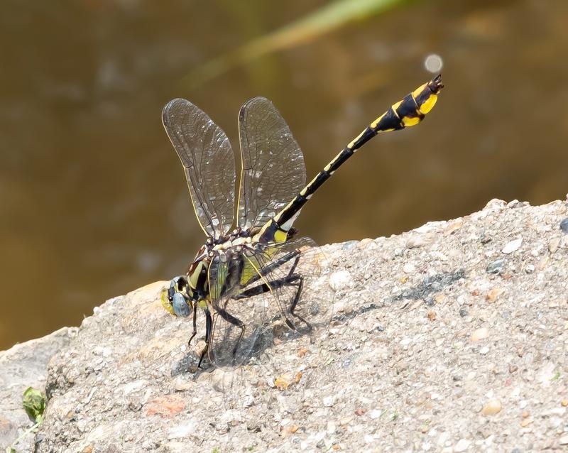 Photo of Plains Clubtail