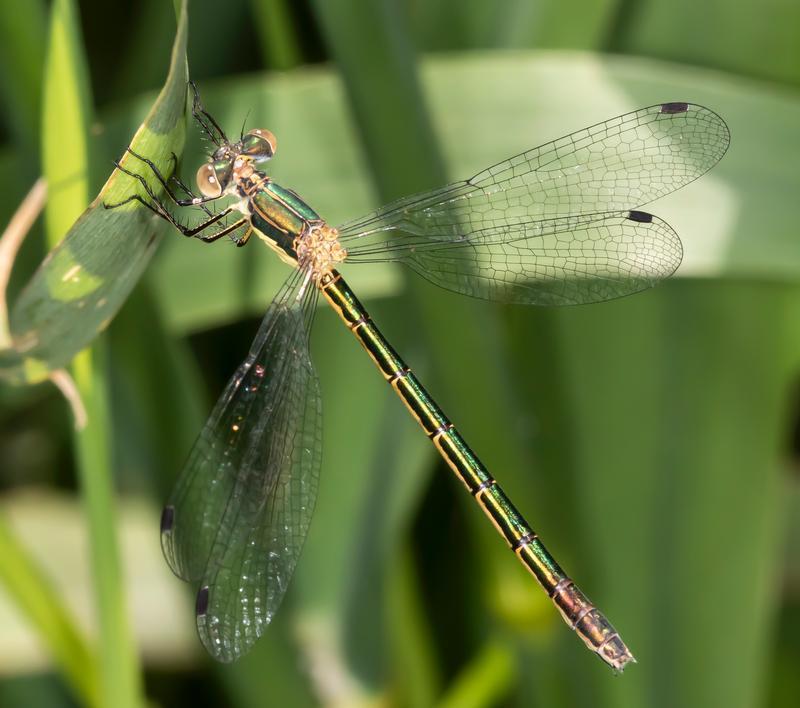 Photo of Emerald Spreadwing