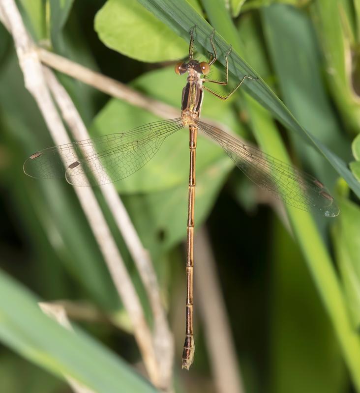 Photo of Slender Spreadwing