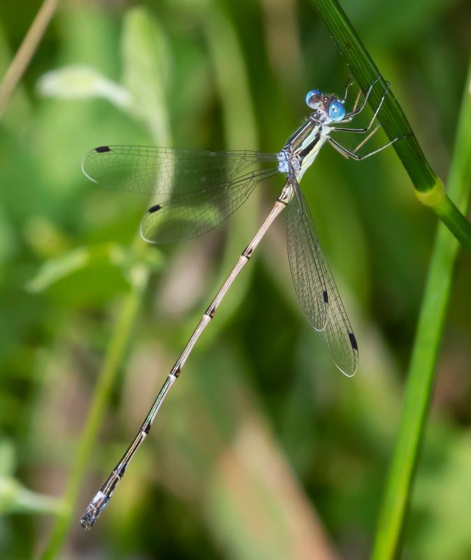 Photo of Slender Spreadwing