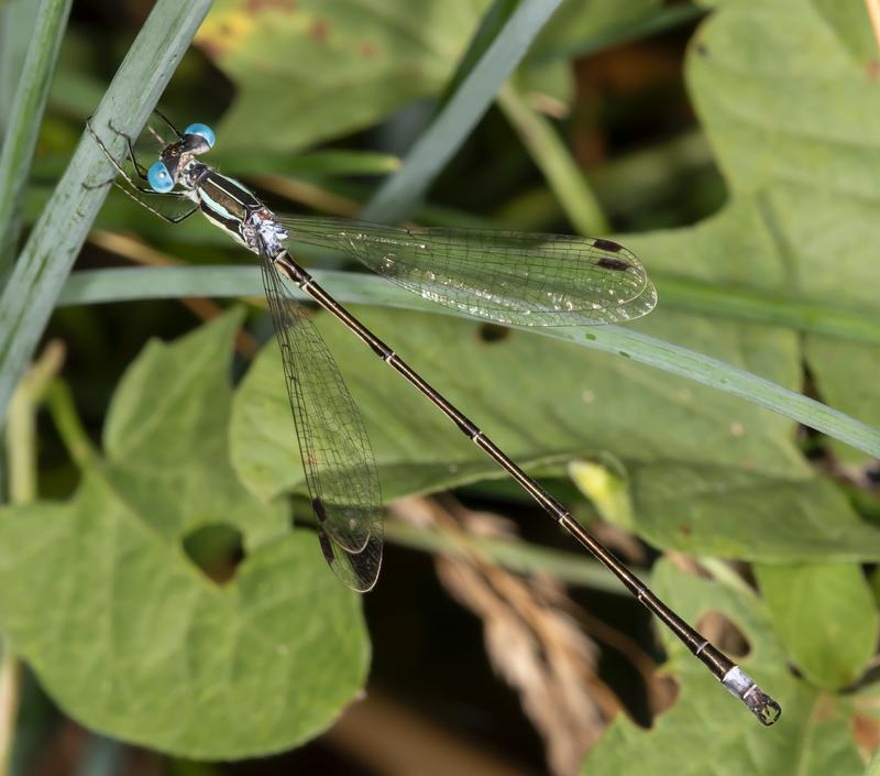 Photo of Slender Spreadwing