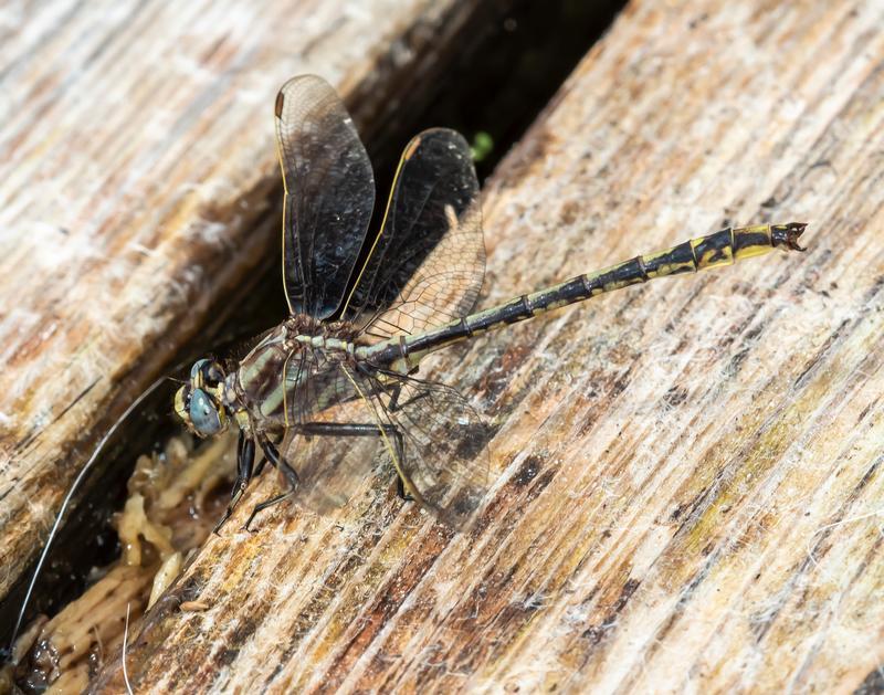 Photo of Dusky Clubtail