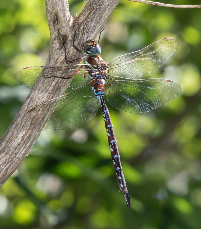 Photo of Black-tipped Darner