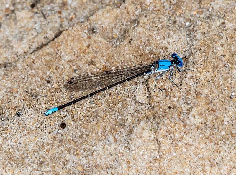 Photo of Blue-fronted Dancer