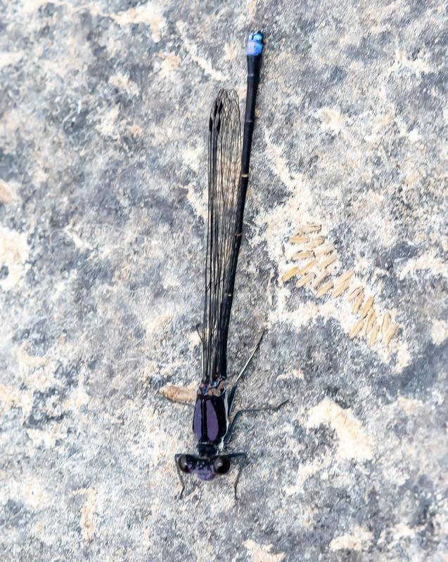 Photo of Blue-tipped Dancer