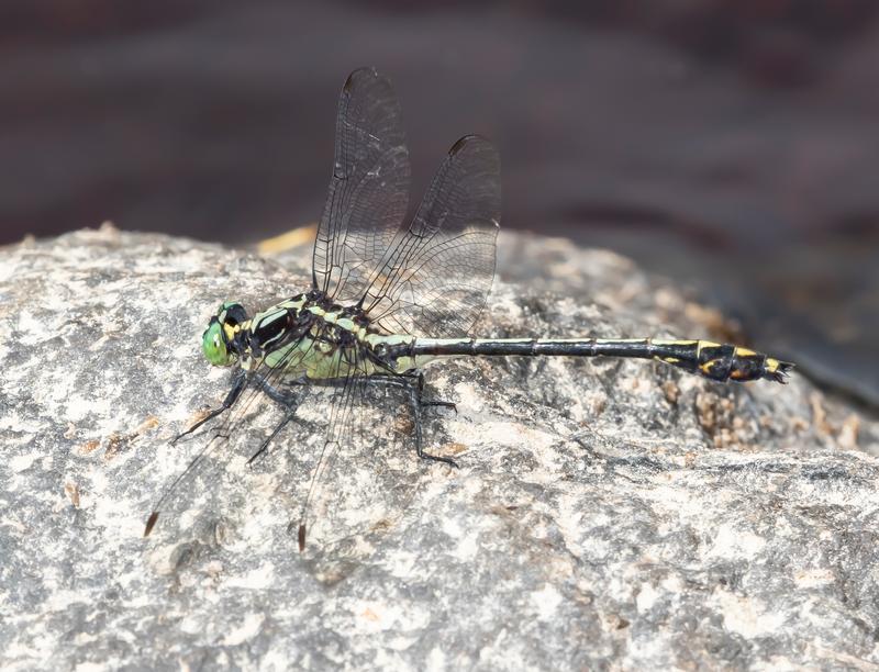 Photo of Black-shouldered Spinyleg