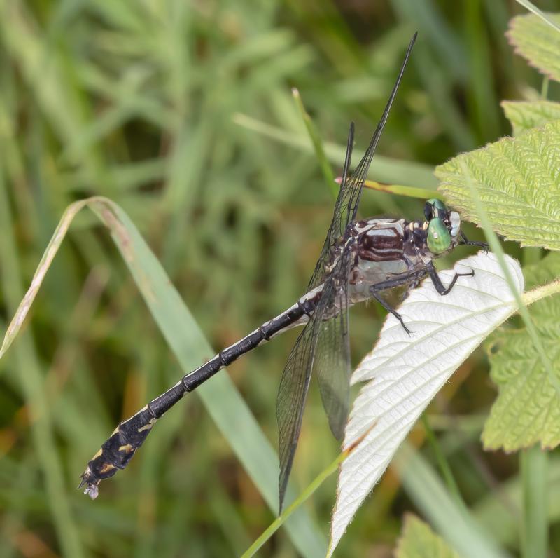 Photo of Black-shouldered Spinyleg
