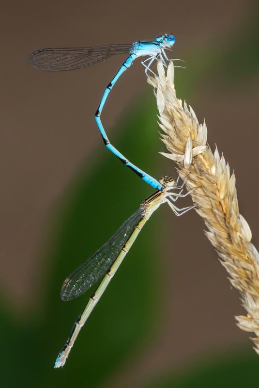 Photo of Double-striped Bluet