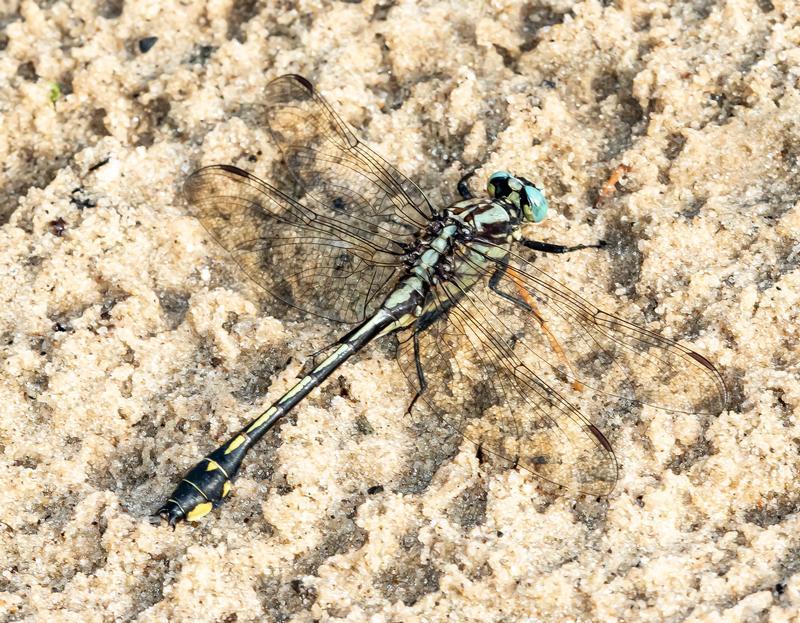 Photo of Midland Clubtail