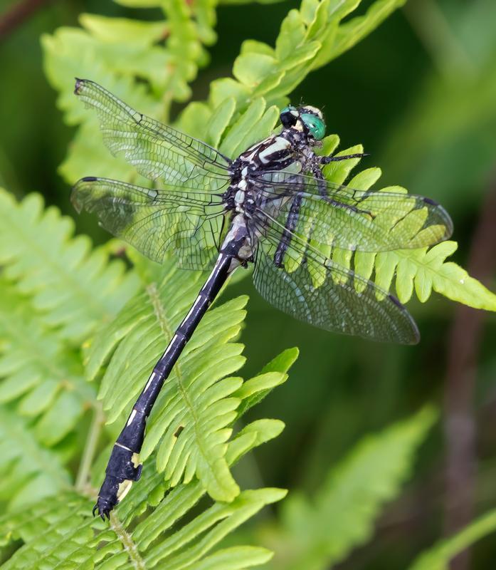 Photo of Splendid Clubtail
