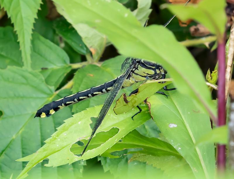 Photo of Splendid Clubtail