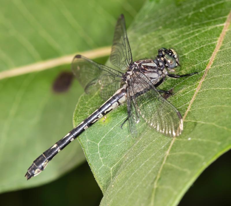 Photo of Mustached Clubtail