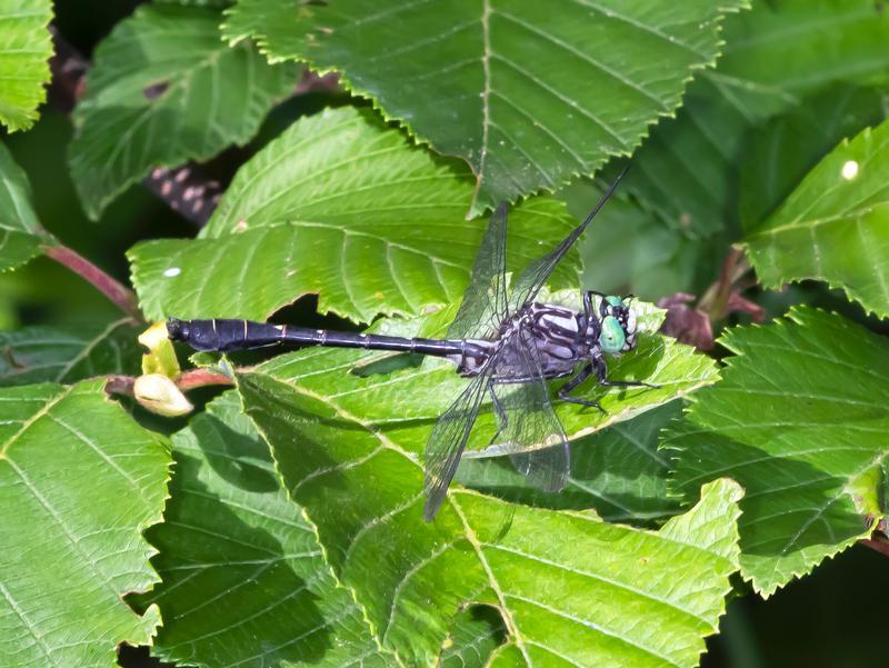 Photo of Mustached Clubtail