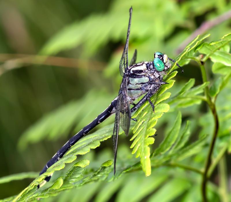 Photo of Mustached Clubtail