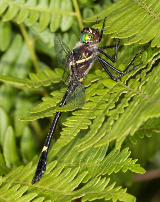 Photo of Swift River Cruiser (Illinois River Cruiser ssp.)