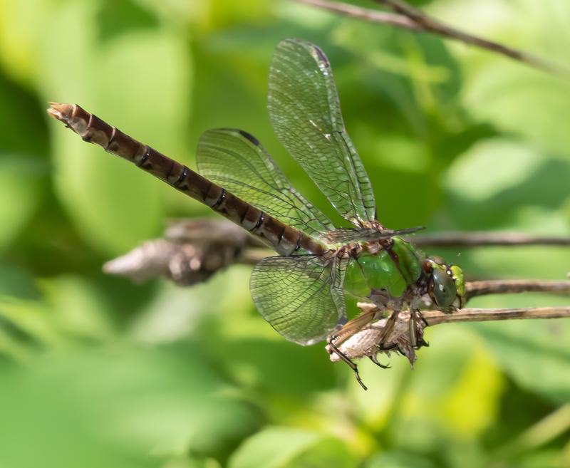 Photo of Rusty Snaketail