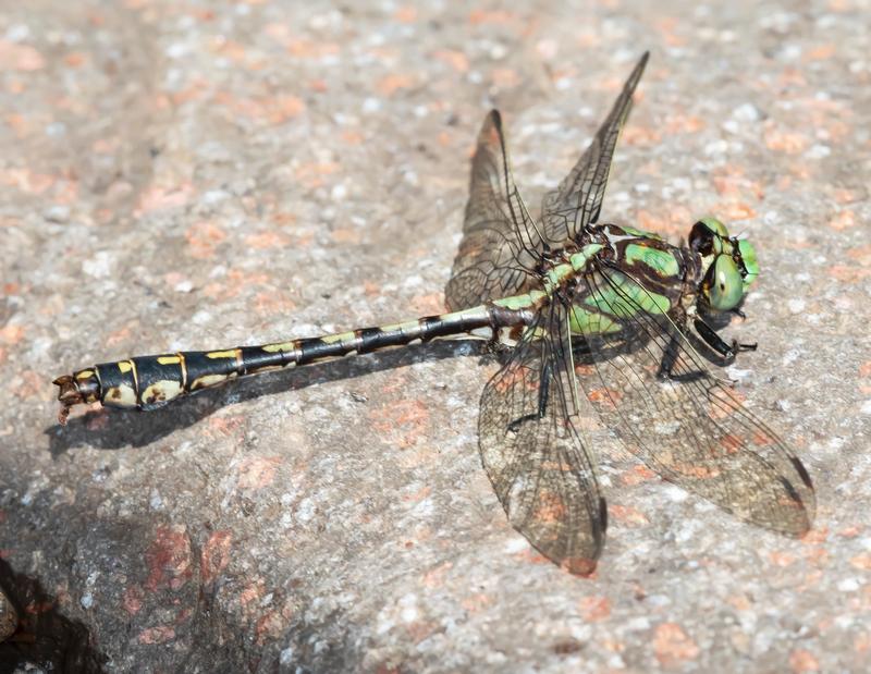 Photo of Riffle Snaketail