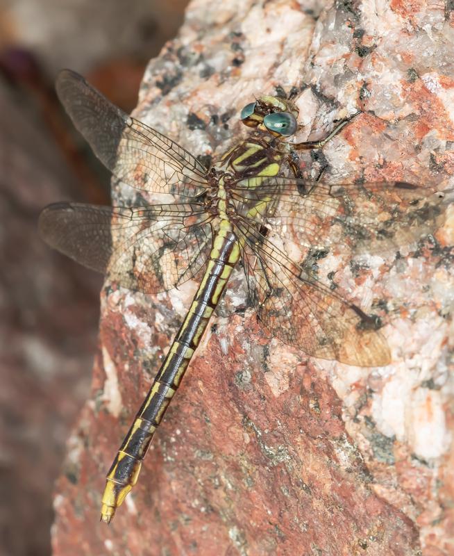 Photo of Lancet Clubtail