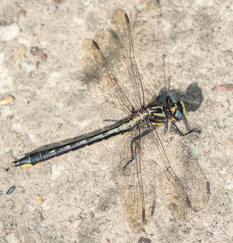 Photo of Rapids Clubtail