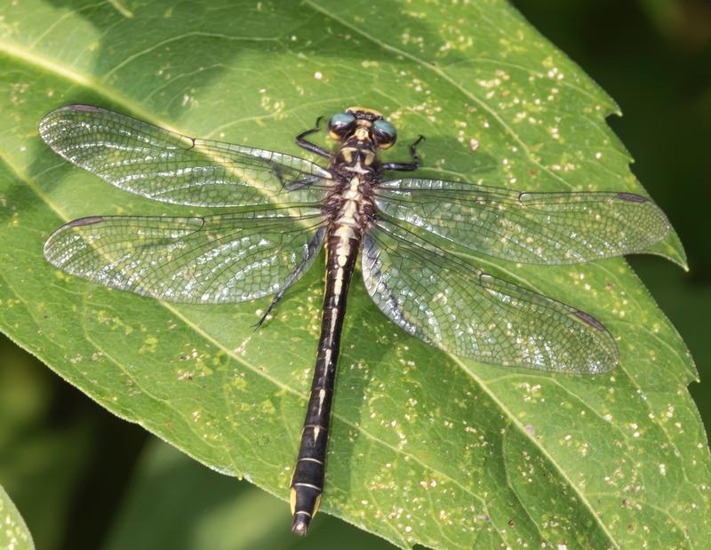 Photo of Rapids Clubtail