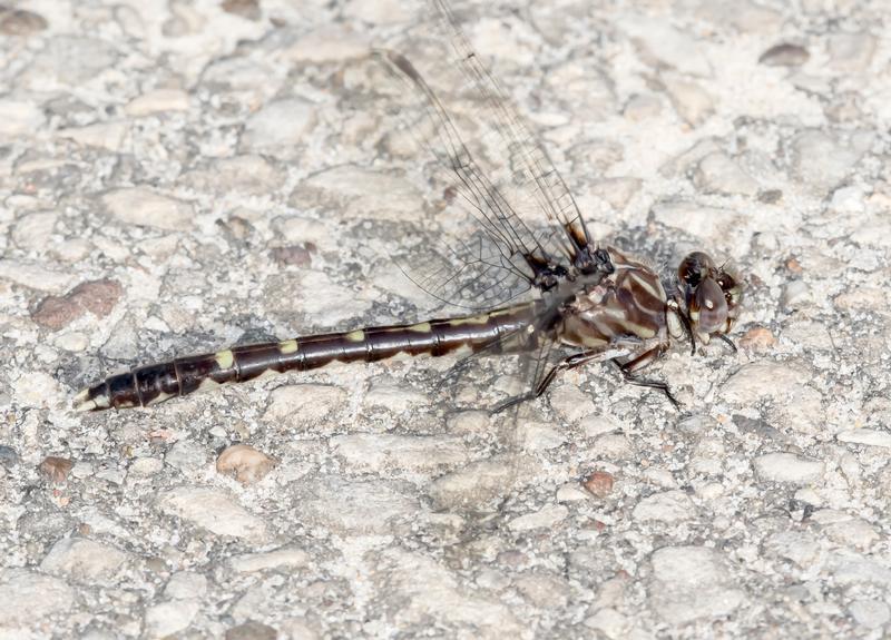 Photo of Common Sanddragon