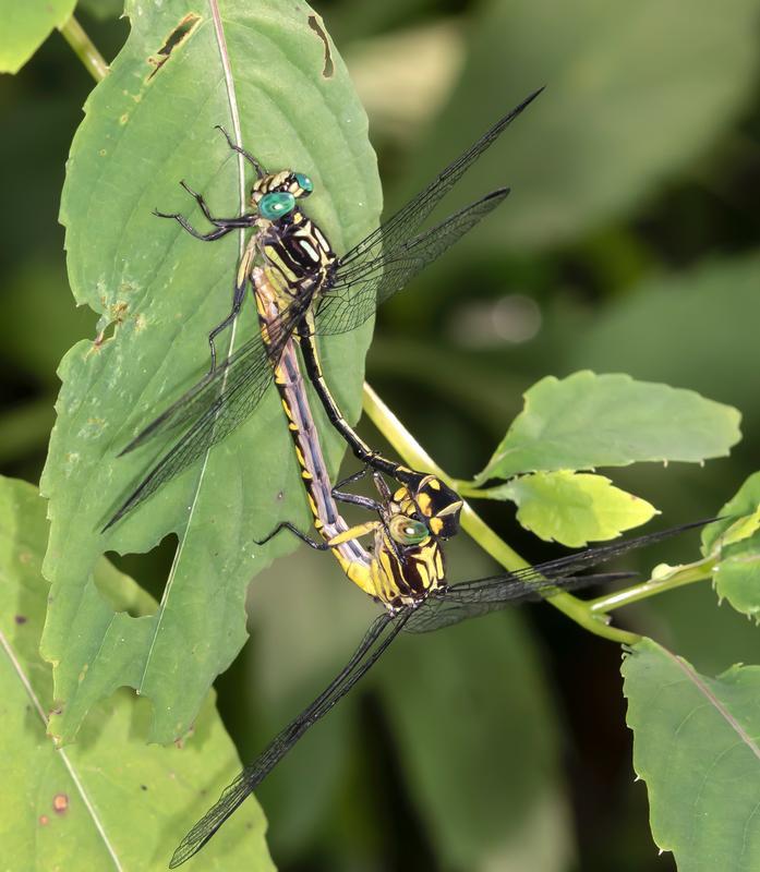 Photo of Riverine Clubtail