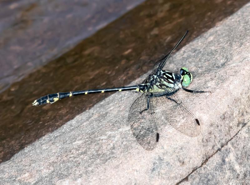 Photo of Eastern Least Clubtail