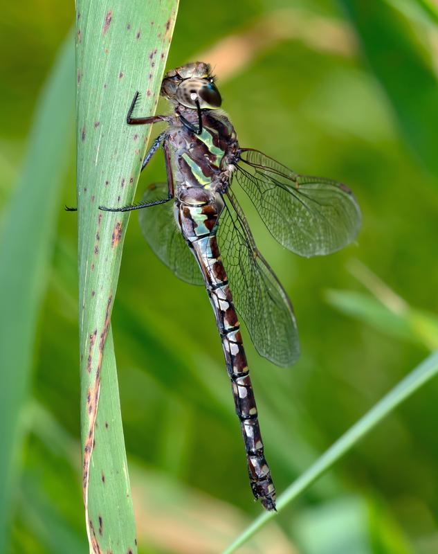 Photo of Green-striped Darner