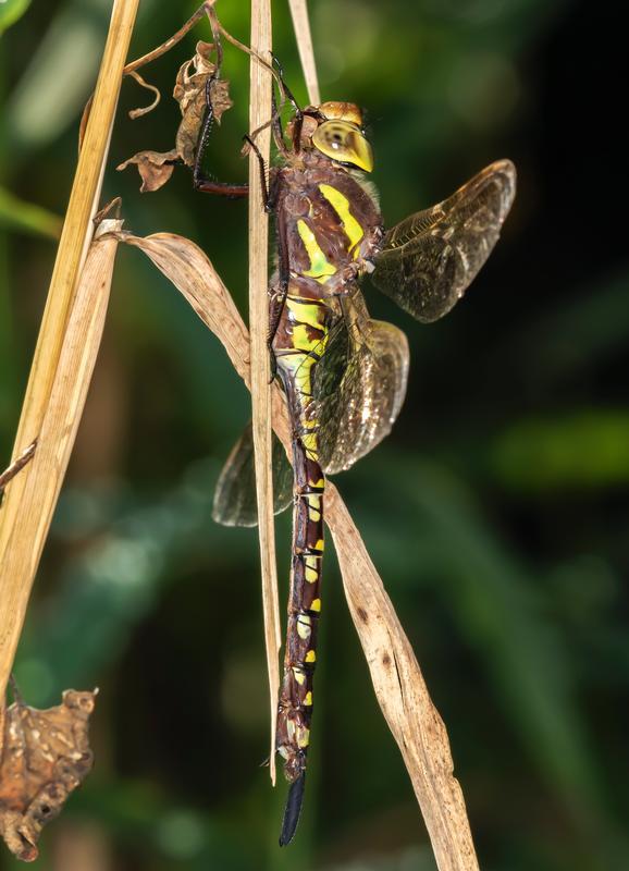 Photo of Lance-tipped Darner