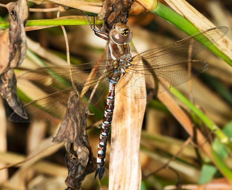 Photo of Lance-tipped Darner