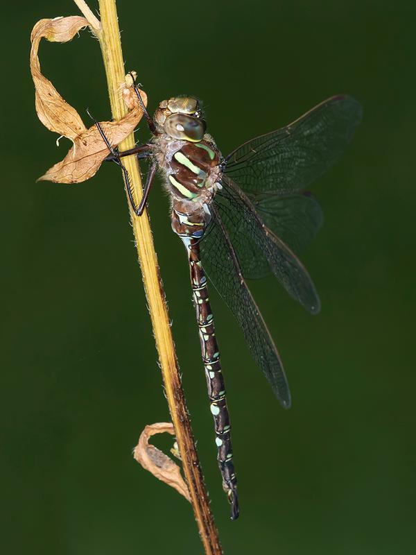 Photo of Shadow Darner